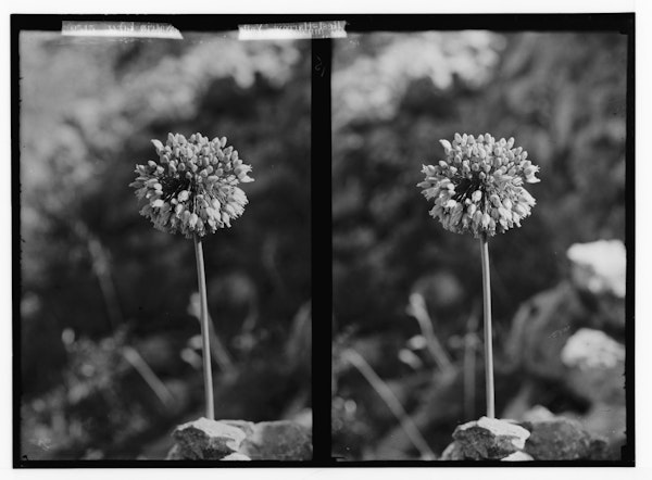 Photograph of Palestinian wildflower